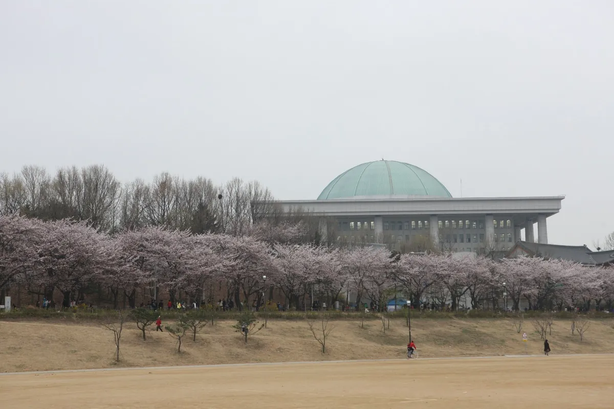 벚꽃이 핀 나무들 너머로 초록 돔 지붕의 국회의사당이 보이는 봄 풍경.