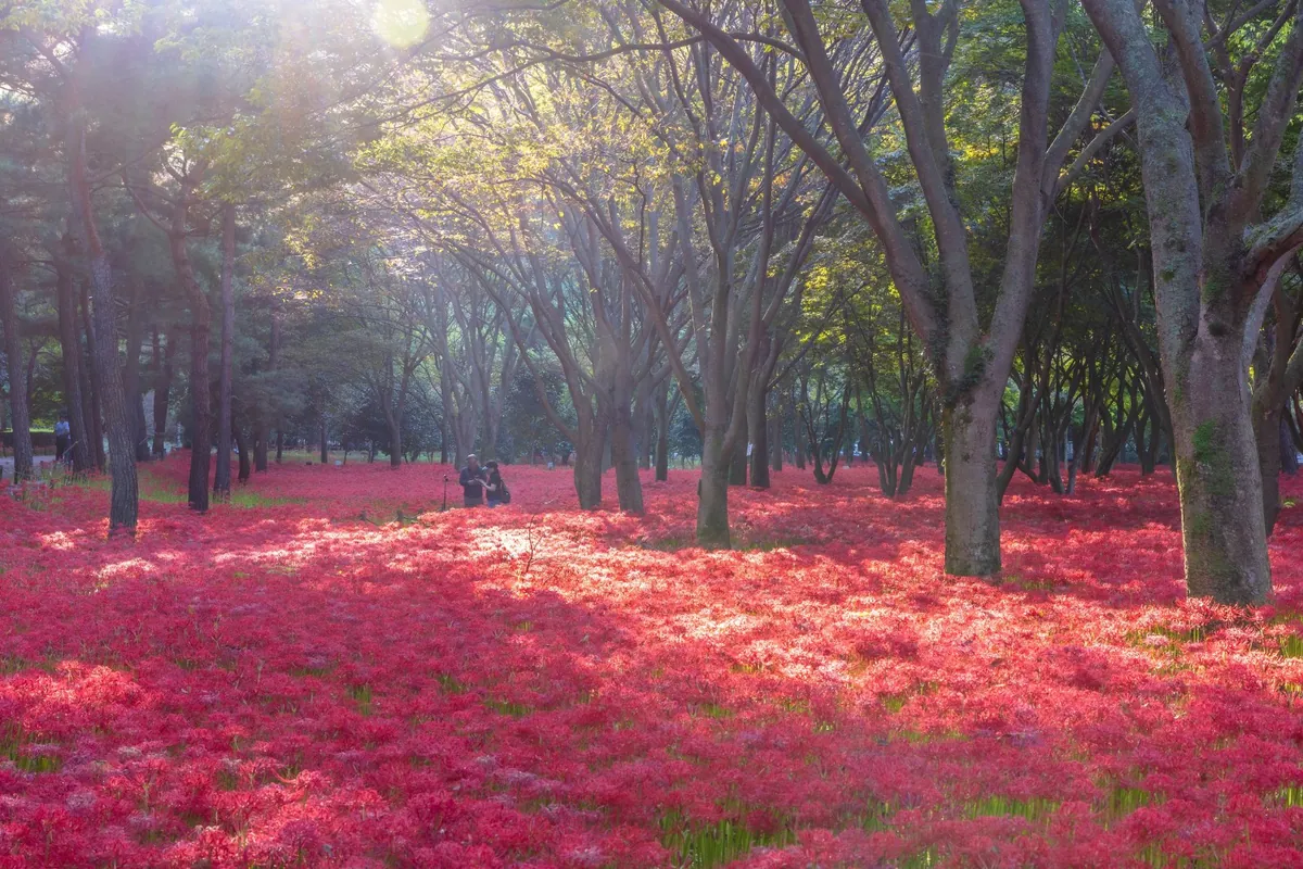 키 큰 나무숲 아래 붉은 꽃무릇이 깔린 풍경